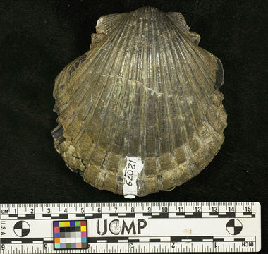 Слика од <i>Pecten miguelensis</i>