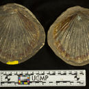 Image of <i>Pecten propatulus</i>