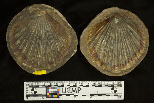 Слика од <i>Pecten propatulus</i>