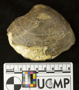 Image of <i>Chione pabloensis</i>