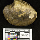 Image of <i>Chione pabloensis</i>