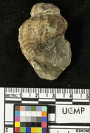 Image of <i>Argobuccinum arnoldi</i>