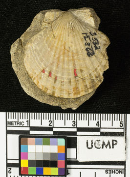 Image of <i>Pecten raymondi brionanus</i>