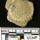 Image de <i>Pecten raymondi brionanus</i>