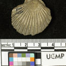 Image of <i>Pecten andersoni gonicostus</i>