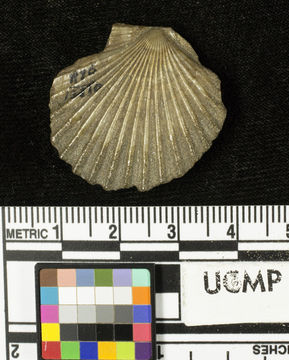 Imagem de <i>Pecten andersoni gonicostus</i>