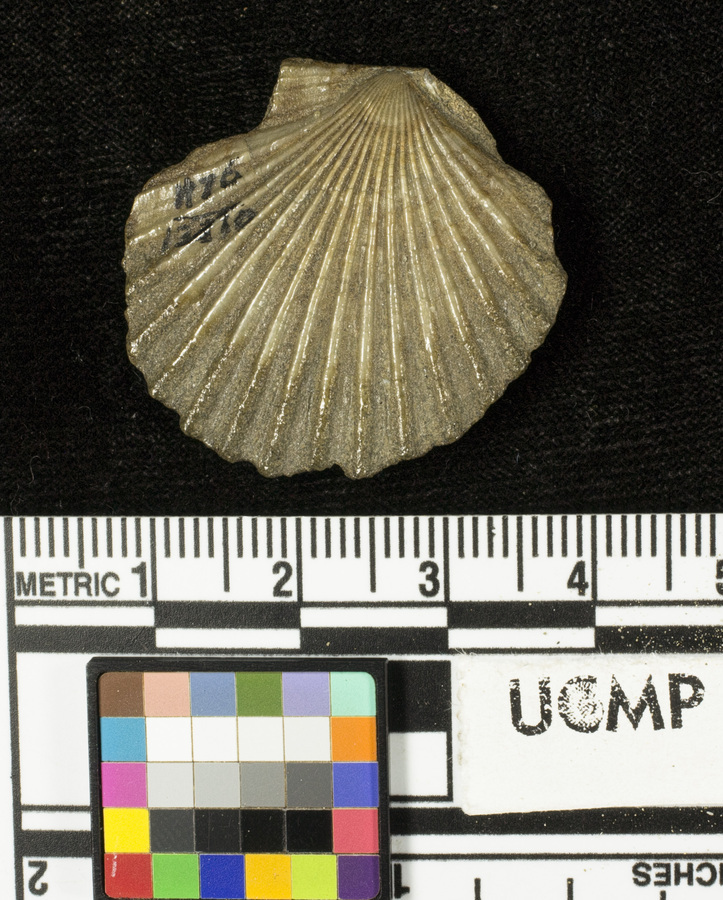 Слика од <i>Pecten andersoni gonicostus</i>