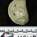 Image of <i>Lophopanopeus olearis</i>