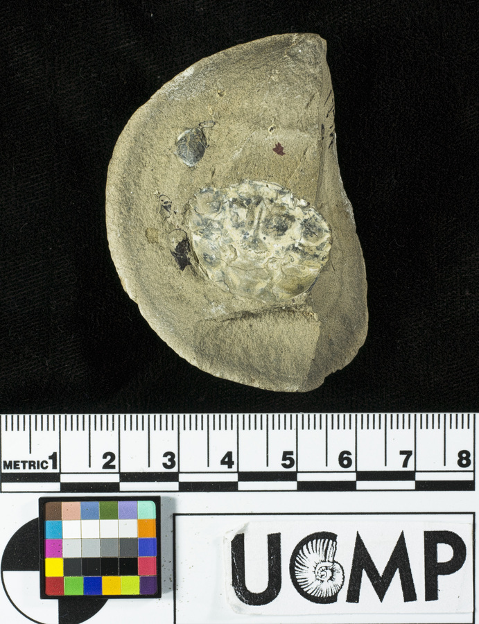 Image of <i>Lophopanopeus olearis</i>