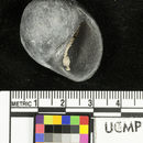 Image of <i>Crommium pinyonensis</i>