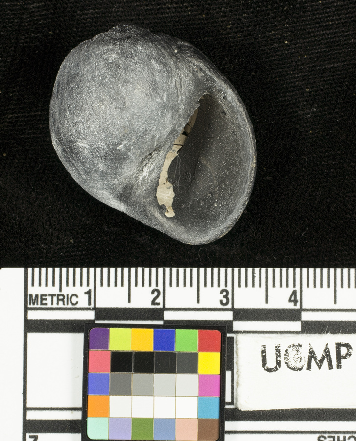 Image of <i>Crommium pinyonensis</i>