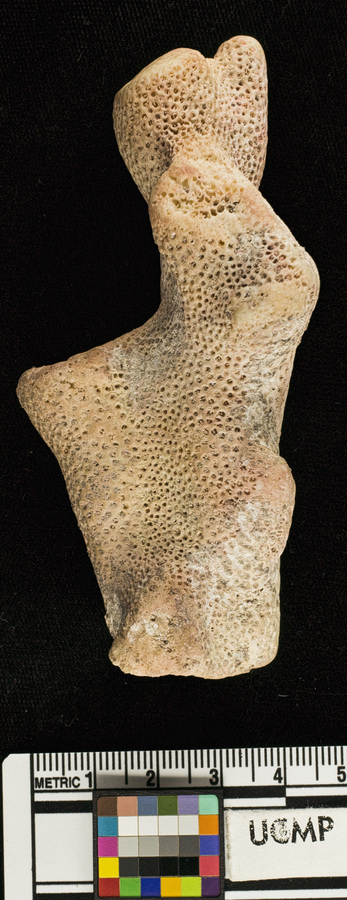 Sivun <i>Pocillopora guadalupensis</i> kuva