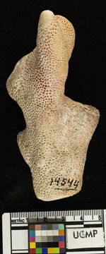 Imagem de <i>Pocillopora guadalupensis</i>