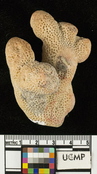 Imagem de <i>Pocillopora guadalupensis</i>