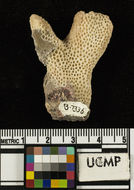Imagem de <i>Pocillopora guadalupensis</i>