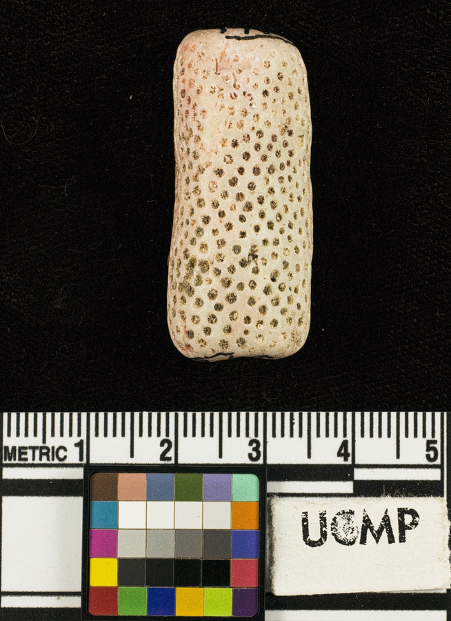 Image of <i>Pocillopora guadalupensis</i>