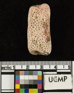 Image of <i>Pocillopora guadalupensis</i>