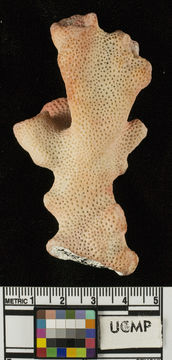 Image of <i>Pocillopora guadalupensis</i>