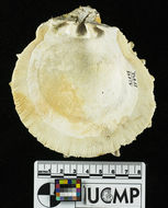 Plancia ëd Spondylus victoriae G. B. Sowerby II 1860