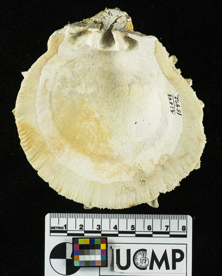 Image de Spondylus victoriae G. B. Sowerby II 1860