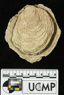 Image of <i>Ostrea erici</i>