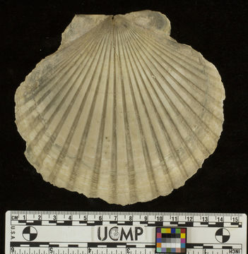 Слика од <i>Patinopecten marquerensis</i>