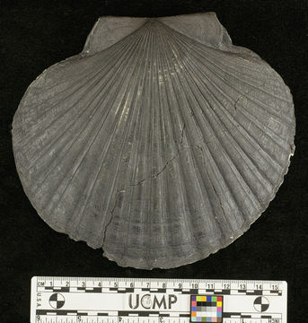 Image of <i>Patinopecten marquerensis</i>