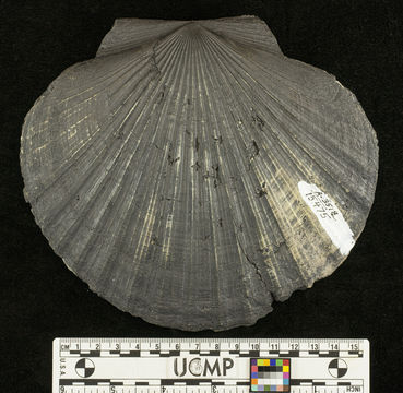 Слика од <i>Patinopecten marquerensis</i>