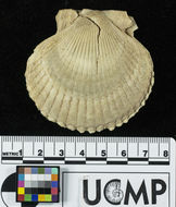 Слика од <i>Aequipecten revellei</i>