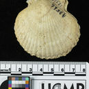 Image of <i>Aequipecten revellei</i>