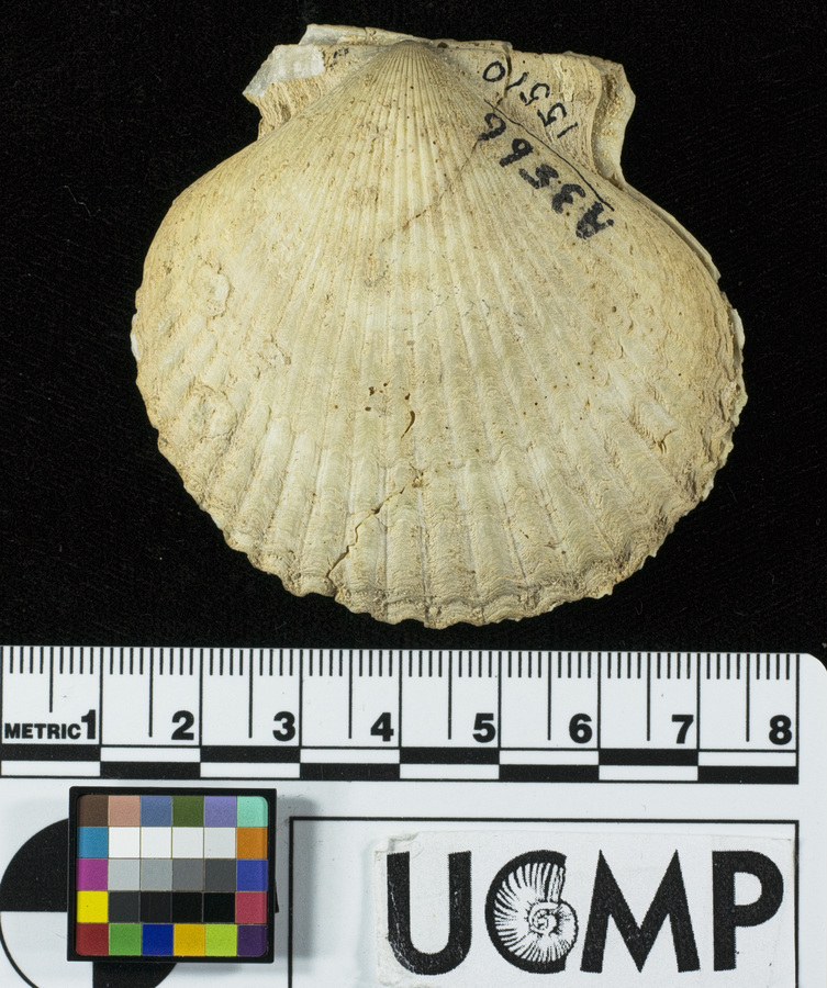 Слика од <i>Aequipecten revellei</i>