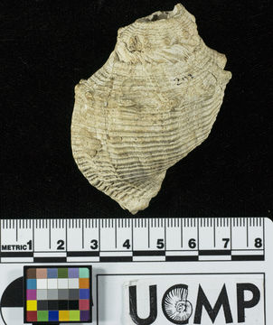 Imagem de <i>Cancellaria tritonidea</i>