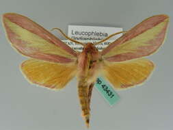 Image de Leucophlebia Westwood 1847