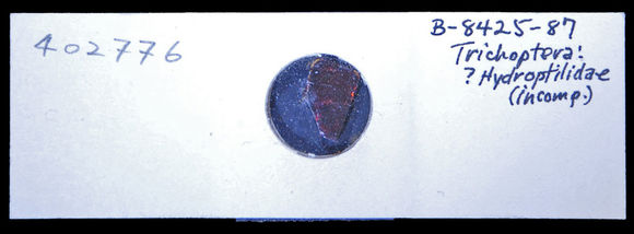Image of microcaddisflies
