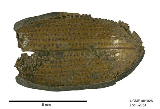 Image of Nyctoporis carinata Le Conte 1851