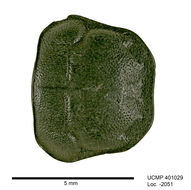 Image of Nicrophorus (Nicrophorus) guttula (Motschulsky 1845)
