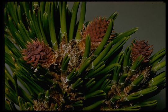 Image of Sierra lodgepole pine