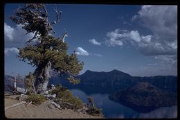 Image of Sierra lodgepole pine