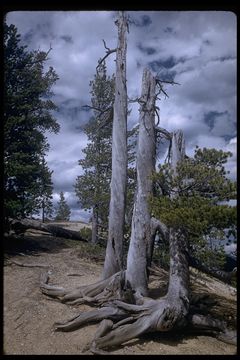 Image of Rocky Mountain lodgepole pine