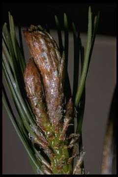 Imagem de Pinus contorta Douglas ex Loudon