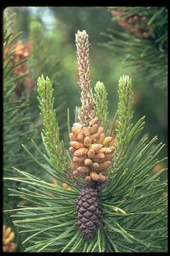 Image of lodgepole pine