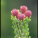 Image of lodgepole pine