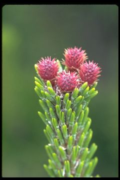 Image of lodgepole pine