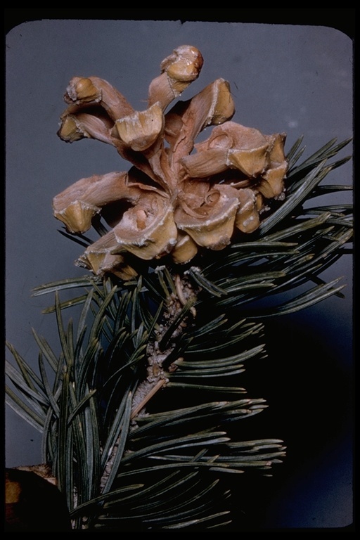 Image de Pinus edulis Engelm.