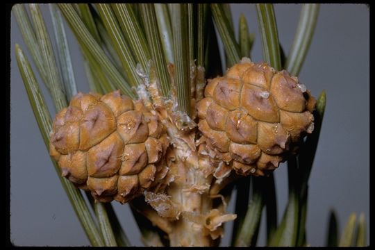 Image of Colorado Pinyon