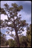 Image de Pinus edulis Engelm.