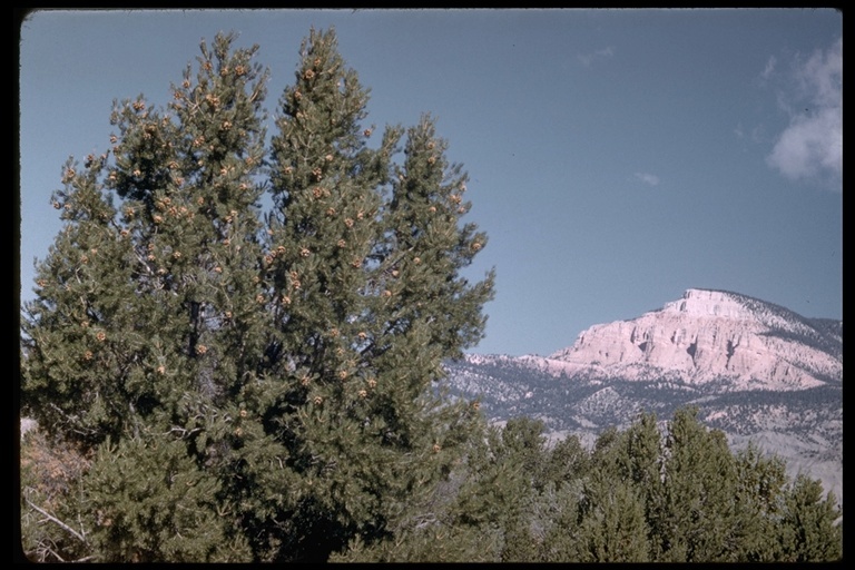 Image de Pinus edulis Engelm.