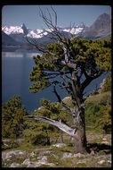 Image of Limber Pine