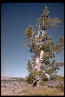 Image of Limber Pine