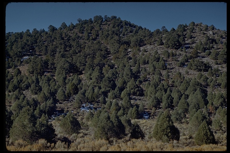 Image of singleleaf pinyon